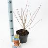 Acer palmatum Pot 2 Liter30 - 40 cm