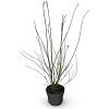 Acer palmatum Pot 4 Liter 40 - 60 cm