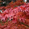 Acer palmatum Pot 5 Liter 125 - 150 cm