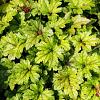 Heucherella 'Art Deco' Pot 9 cm