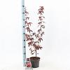 Acer pal. 'Atropurpureum' Pot 2 Liter30 - 40 cm