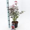 Acer pal. 'Atropurpureum' Pot 2 Liter30 - 40 cm
