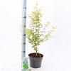 Acer pal. 'Bi-hoo' Pot 3 Liter 60 - 70 cm