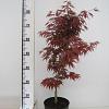 Acer pal. 'Bloodgood' Pot 3 Liter 50 - 60 cm