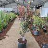 Acer pal. 'Bloodgood' Pot 35 liter 80 - 90 cm