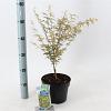 Acer pal. 'Butterfly' Pot 3 Liter 50 - 60 cm