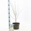 Acer pal. 'Butterfly' Pot 3 Liter 50 - 60 cm