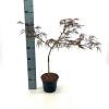 Acer pal. 'Crimson Queen' Pot 2 Liter40 - 50 cm