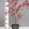 Acer pal. 'Deshojo' Pot 3 Liter 40 - 50 cm