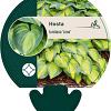 Hosta tardiana 'June' Pot 9 cm