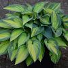 Hosta tardiana 'June' Pot 9 cm