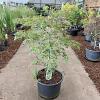 Acer pal. 'Dissectum' C35 50 - 60 cm Bolvorm