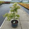 Acer pal. 'Dissectum' C35 50 - 60 cm Bolvorm