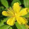 Hypericum polyphyllum grandiflorum Pot 9 cm