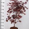 Acer pal. 'Fireglow' Pot 5 Liter 60 - 80 cm