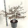 Acer pal. 'Garnet' Pot 10 liter 50 - 60 cm