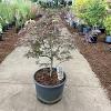 Acer pal. 'Garnet' Pot 35 Liter 80 - 100 cm Bonsai