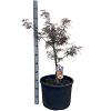 Acer pal. 'Garnet' Pot 35 Liter 80 - 100 cm Bonsai