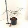 Acer pal. 'Garnet' Pot 35 Liter 80 - 100 cm Bonsai