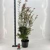 Acer pal. 'Jerre Schwartz' Pot 10 liter 70 - 80 cm