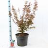 Acer pal. 'Jerre Schwartz' Pot 10 liter 70 - 80 cm