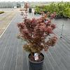 Acer pal. 'Jerre Schwartz' Pot 35 liter 80 - 90 cm
