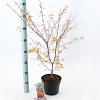 Acer pal. 'Katsura' Pot 3 Liter 40 - 50 cm