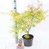 Acer pal. 'Katsura' Pot 3 Liter 40 - 50 cm