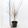 Acer pal. 'Katsura' Pot 10 liter 60 - 70 cm