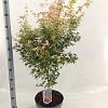 Acer pal. 'Katsura' Pot 10 liter 60 - 70 cm