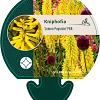 Kniphofia 'Lemon Popsicle' Pot 9 cm