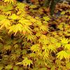Acer pal. 'Orange Dream' Pot 3 Liter 50 - 60 cm