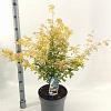 Acer pal. 'Orange Dream' Pot 10 liter 80 - 100 cm