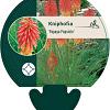 Kniphofia 'Papaya Popsicle' Pot 9 cm