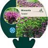 Monarda 'Scorpion' Pot 9 cm