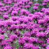 Monarda 'Scorpion' Pot 9 cm