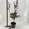 Acer pal. 'Red Emperor' Pot 10 liter 80 - 100 cm