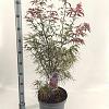 Acer pal. 'Red Pygmy' Pot 10 liter 70 - 80 cm