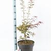 Acer pal. 'Red Pygmy' Pot 10 liter 70 - 80 cm