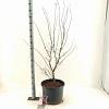 Acer pal. 'Red Pygmy' Pot 35 Liter 100 - 125 cm