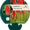 Kniphofia 'Redhot Popsicle' Pot 9 cm