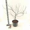 Acer pal. Royal Garnet Pot 10 liter 80 - 100 cm