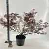 Acer pal. Royal Garnet Pot 10 liter 80 - 100 cm