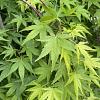 Acer p. 'Ryusen' Pot 130 liter 150 - 175 cm Meerstammig