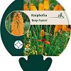 Kniphofia 'Mango Popsicle' Pot 9 cm
