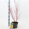 Acer pal. 'Sangokaku' Pot 3 Liter 50 - 60 cm