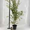 Acer pal. 'Sangokaku' Pot 10 liter 60 - 80 cm