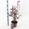 Acer pal. 'Skeeter's Broom' Pot 3 Liter 40 - 50 cm