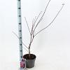 Acer pal. 'Skeeter's Broom' Pot 3 Liter 40 - 50 cm