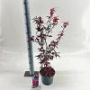 Acer pal. 'Skeeter's Broom' Pot 3 Liter 40 - 50 cm